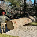 Arbor Green Tree Service - photo 2