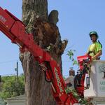 Arbor Green Tree Service - photo 4