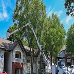 Pelfrey Company Tree Service - photo 2
