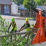 Pelfrey Company Tree Service - photo 3