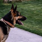 Precision Protection Dogs - photo 2