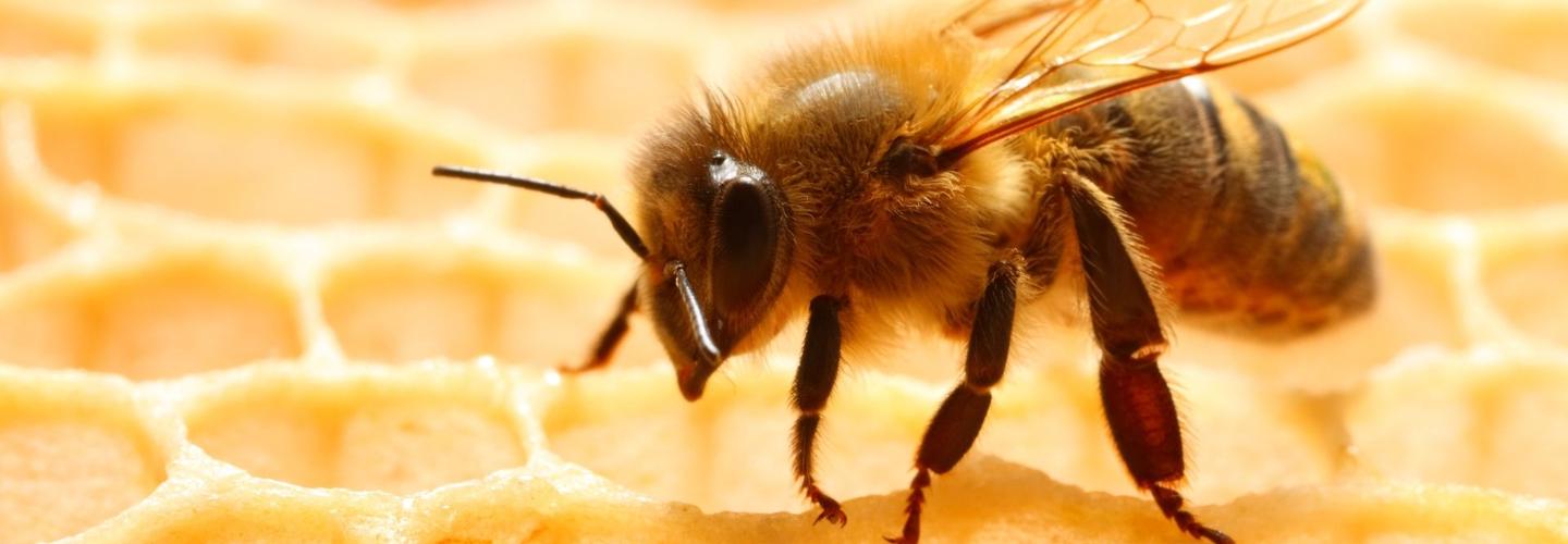 OZ Bee Removal Canberra cover photo