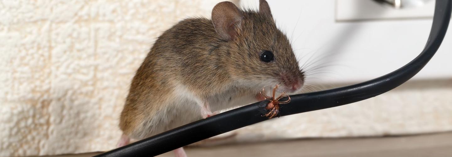 Sparkling Termite Removers cover photo