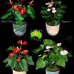 Select Flowers ABN: 64 517 410 881 Trading as: Caloundra Florist & Flowering Gifts - photo 1