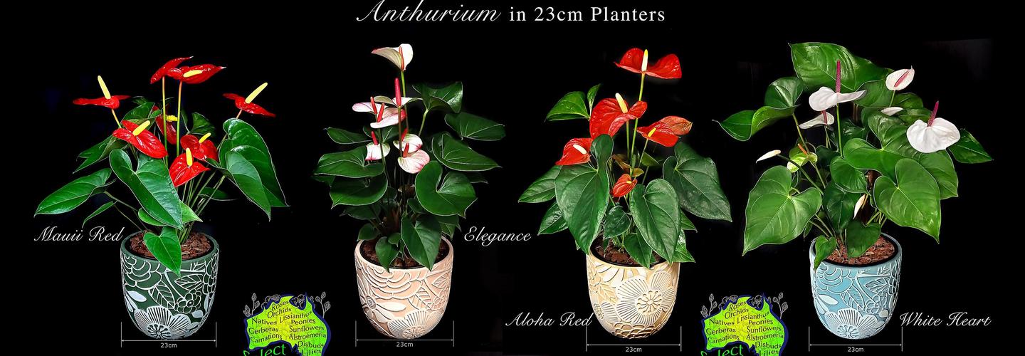 Select Flowers ABN: 64 517 410 881 Trading as: Caloundra Florist & Flowering Gifts cover photo