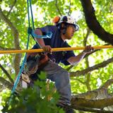 Farmington Tree Removal - Gardeners in Farmington