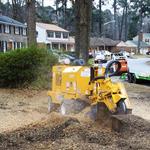 Farmington Tree Removal - photo 2