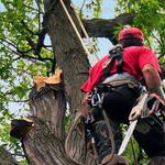 Farmington Tree Removal - photo 3