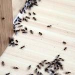 Hostess City of the South Termite Removal Experts - photo 1