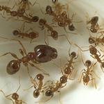 SAMS Pest Control Caloundra - photo 1