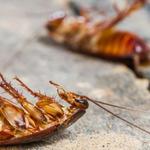 SAMS Pest Control Caloundra - photo 5