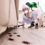 SAMS Pest Control Caloundra - photo 6