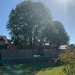 Hertfordshire Trees - photo 1