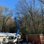 Hertfordshire Trees - photo 2