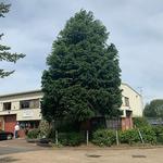 Hertfordshire Trees - photo 4