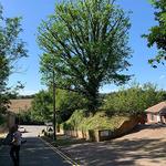 Hertfordshire Trees - photo 5