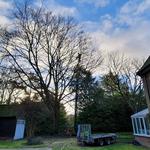 Treecology Arboriculture - photo 3