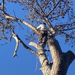 Georgia Tree Solutions Group, LLC - photo 1