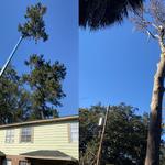 Georgia Tree Solutions Group, LLC - photo 2
