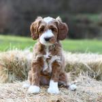 Washington State's Top Breeder of Miniature Multi-Generational Australian Labradoodles - photo 1