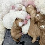 Washington State's Top Breeder of Miniature Multi-Generational Australian Labradoodles - photo 2