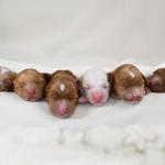 Washington State's Top Breeder of Miniature Multi-Generational Australian Labradoodles - photo 3