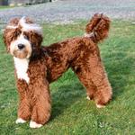 Washington State's Top Breeder of Miniature Multi-Generational Australian Labradoodles - photo 4