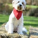 Washington State's Top Breeder of Miniature Multi-Generational Australian Labradoodles - photo 5