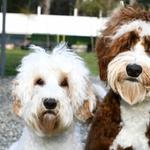 Washington State's Top Breeder of Miniature Multi-Generational Australian Labradoodles - photo 6