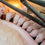 Animal Biotech Industries - photo 4