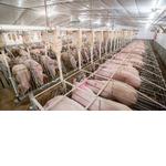 Animal Biotech Industries - photo 5