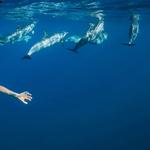 Panama City Dolphin Seafari Tours - photo 1