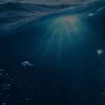 Panama City Dolphin Seafari Tours - photo 5