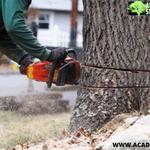 Acadian Tree and Stump Removal Service  - photo 3