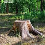 Acadian Tree and Stump Removal Service  - photo 4