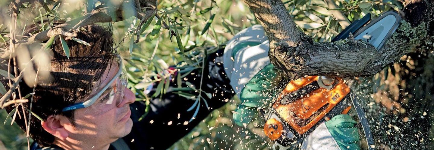 Acadian Tree and Stump Removal Service  cover photo