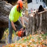 O'Brady's Tree Removal Solutions - Home Services in Brandon