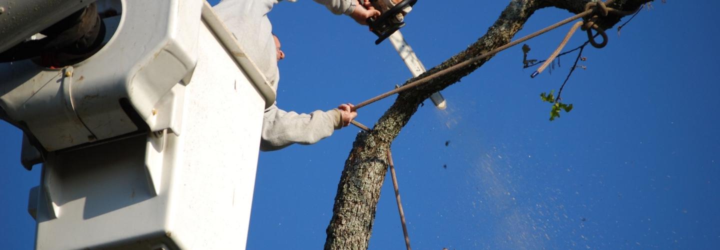 O'Brady's Tree Removal Solutions cover photo