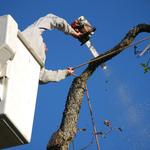 O'Brady's Tree Removal Solutions - photo 1