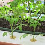 The Gardener - photo 3