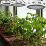 The Gardener - photo 4