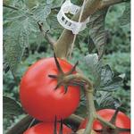 The Gardener - photo 6