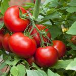 The Gardener - photo 7