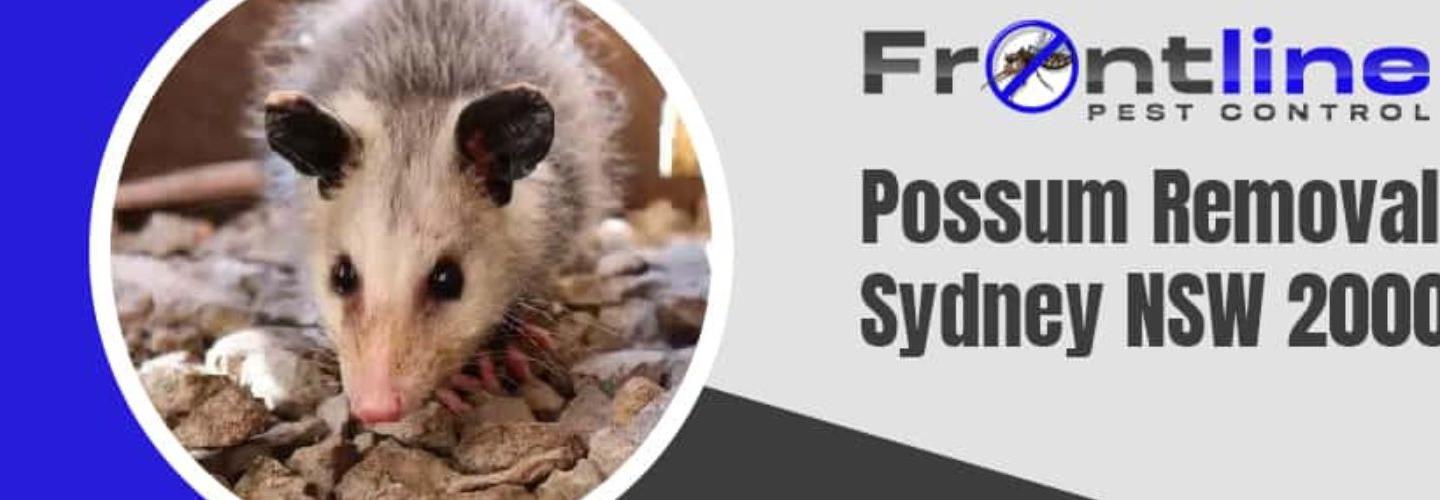 Front Line Possum Removal Sydney cover photo