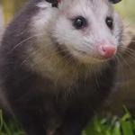 Front Line Possum Removal Sydney - photo 1