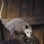 Front Line Possum Removal Sydney - photo 2