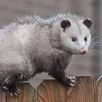 Front Line Possum Removal Sydney - photo 4