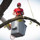 Lancaster Tree Service - Tree Services in Lancaster