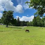Creekside Meadow Farms - photo 3