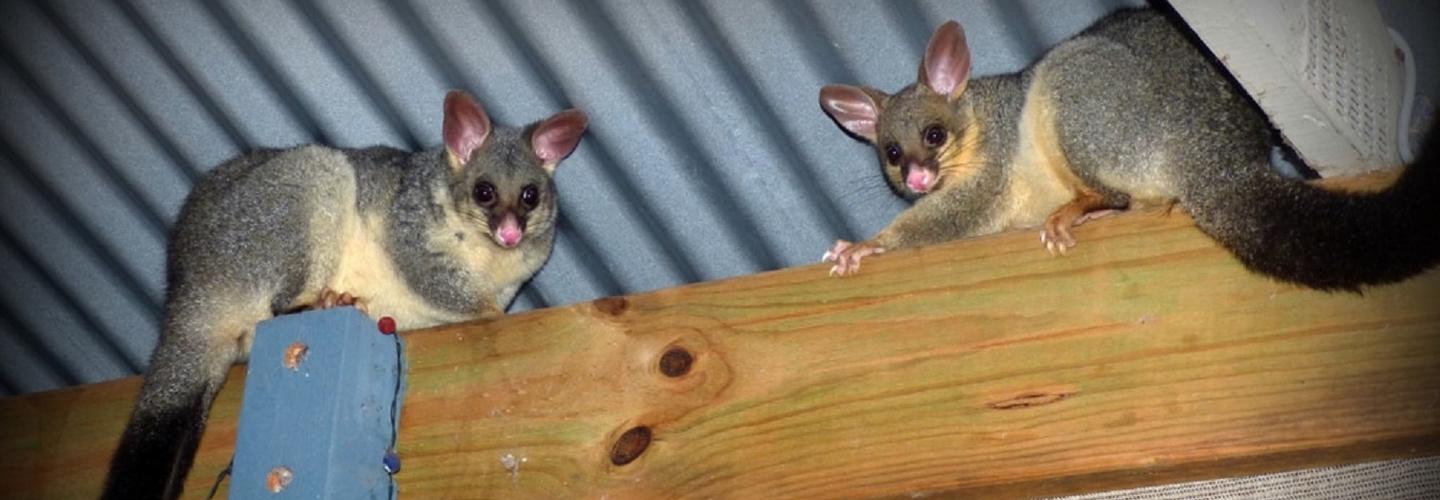 Frontline Possum Removal Brisbane cover photo